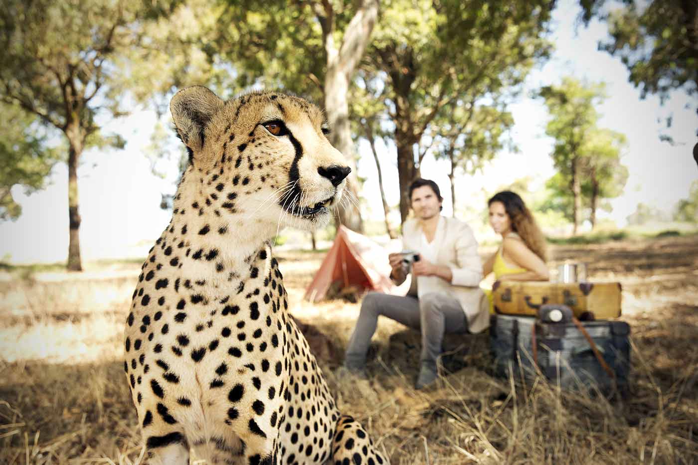 Private Safari Tours in South Africa - Business First Travel